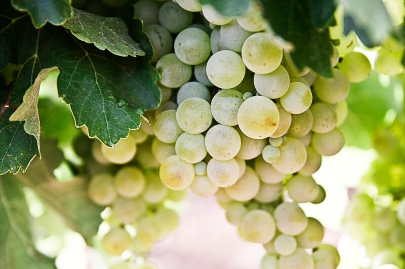 Bordeaux: En Historie om Vin, Kultur og Skønhed