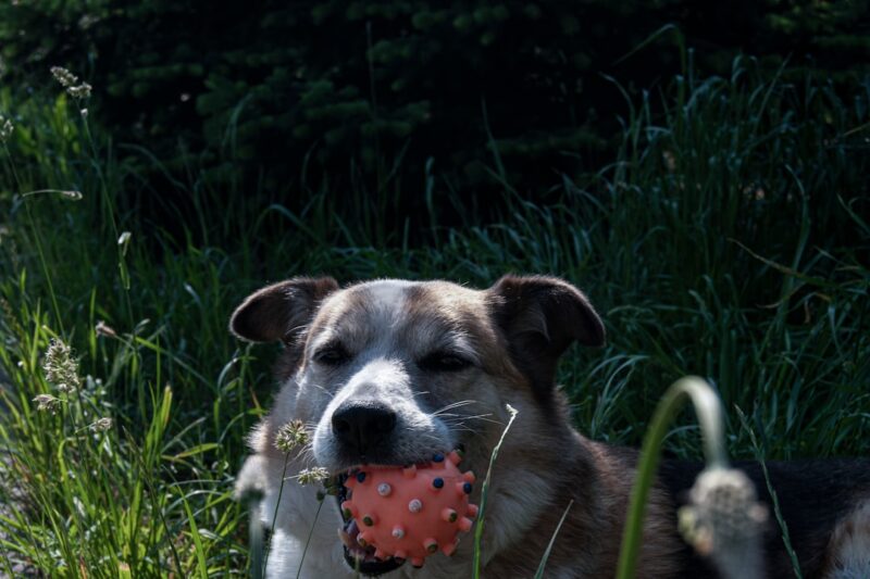 Hundefoder: Det Rette Valg til Din Hund