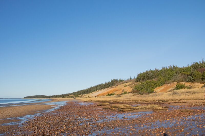 tagdækning esbjerg naturligt